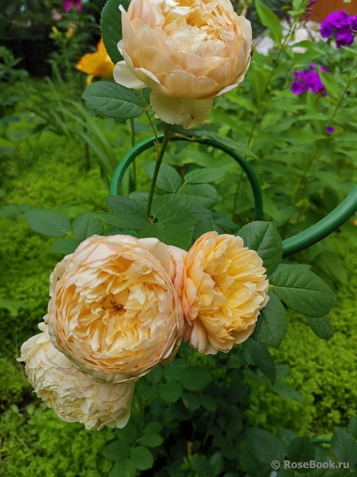 Crown Princess Margareta®