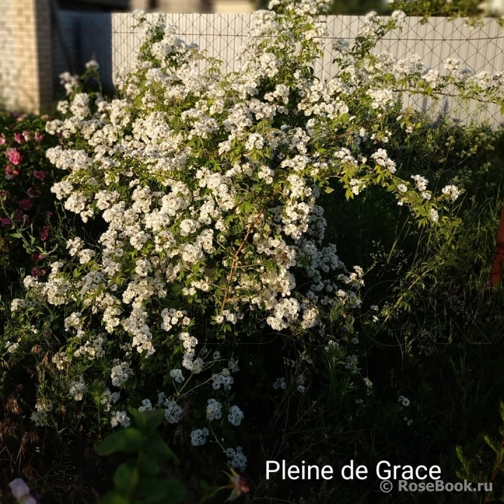 Pleine de Grace 