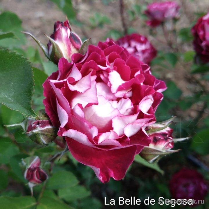 Belle de Segosa®