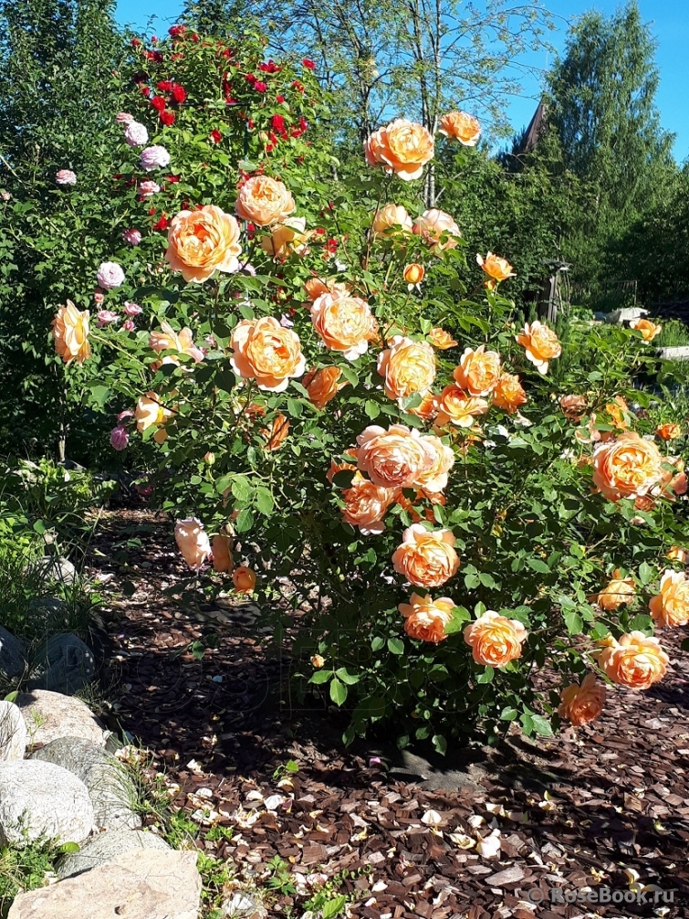 Lady of Shalott 