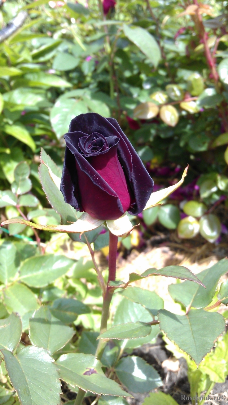 Black Baccara