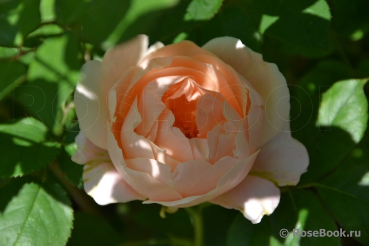 Ambridge Rose 