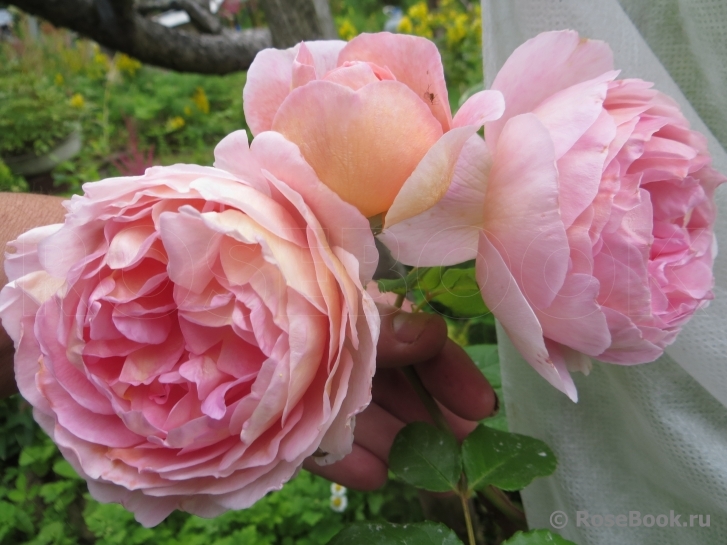 Abraham Darby