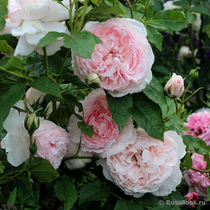 The Wedgwood Rose