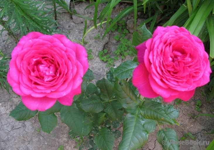 Johann Wolfgang von Goethe Rose®