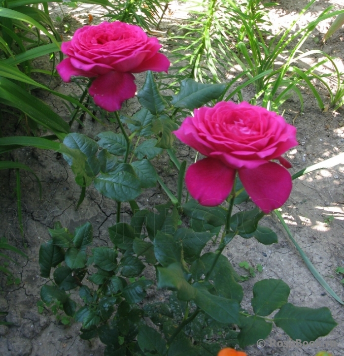 Johann Wolfgang von Goethe Rose®