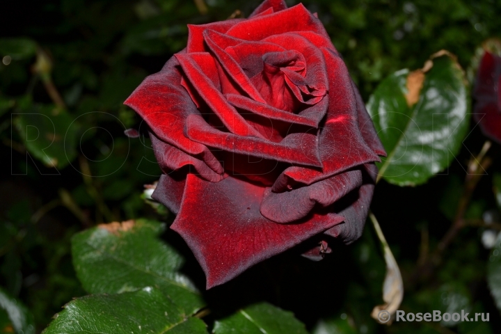 Black Baccara