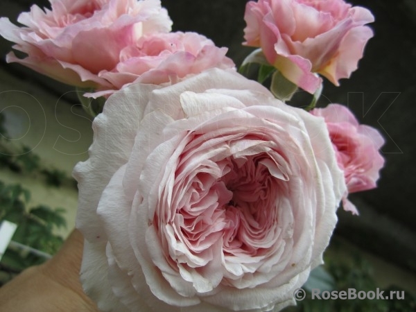 Abraham Darby