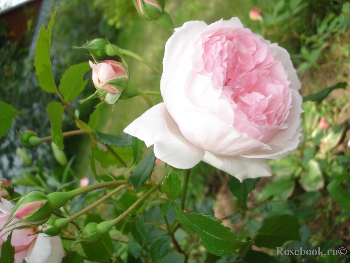 The Wedgwood Rose