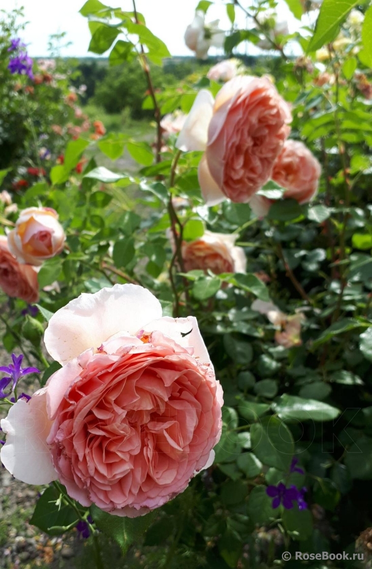 Abraham Darby