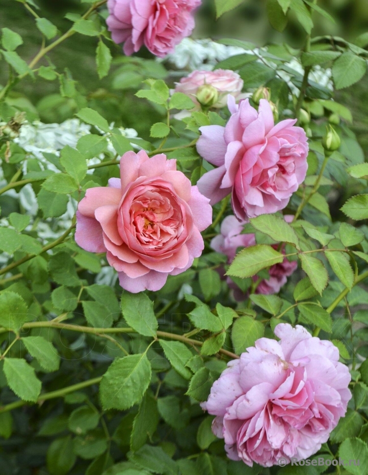 Princess Alexandra of Kent 