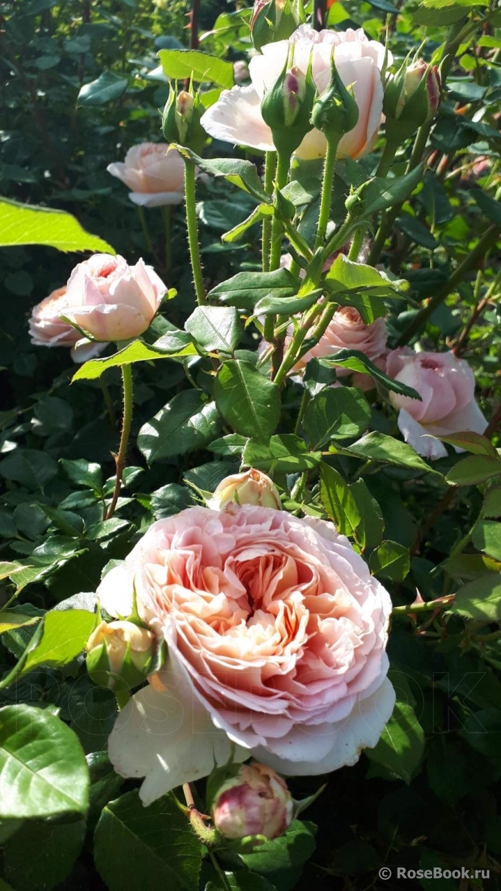 Abraham Darby