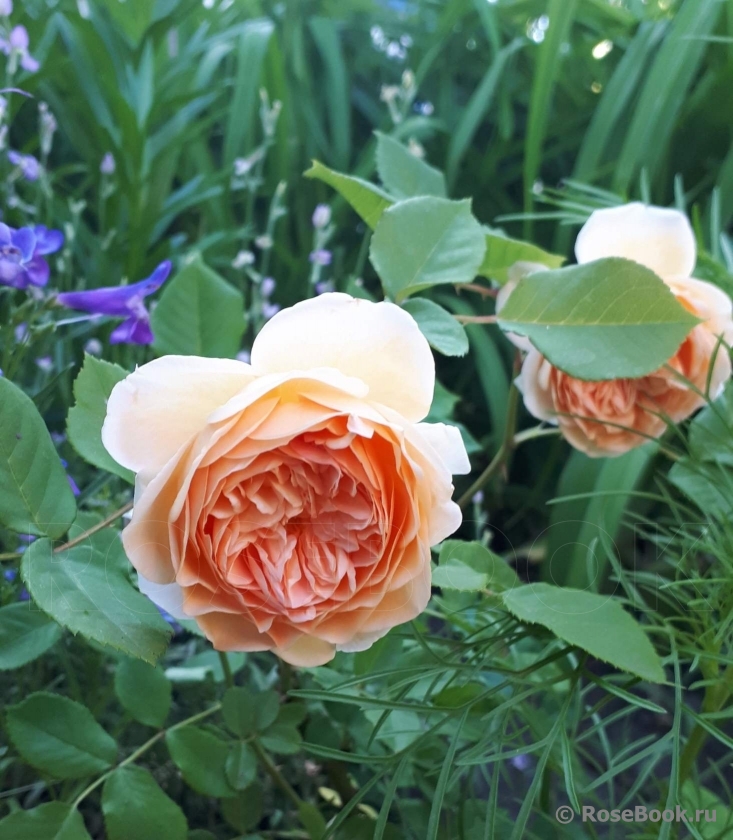 Crown Princess Margareta®