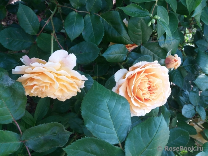 Crown Princess Margareta®