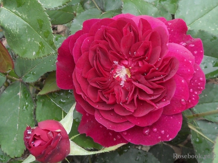 Darcey Bussell 