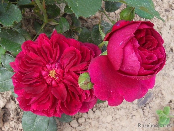 Darcey Bussell 