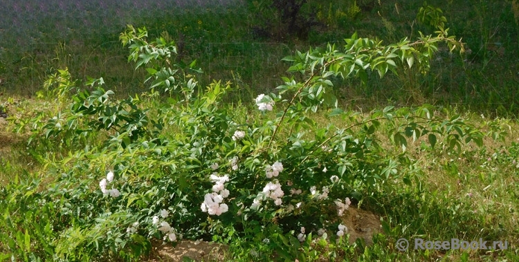 Paul’s Himalayan Musk 