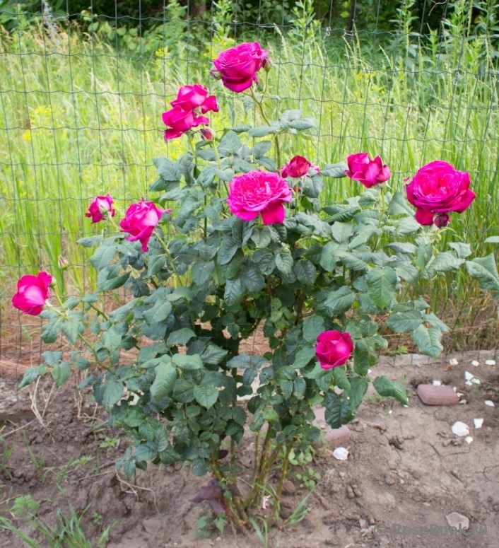 Johann Wolfgang von Goethe Rose®