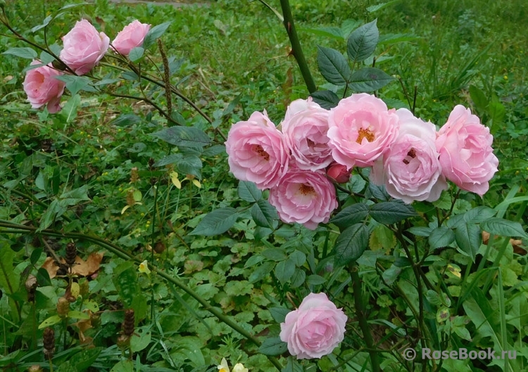 Pink Medallion