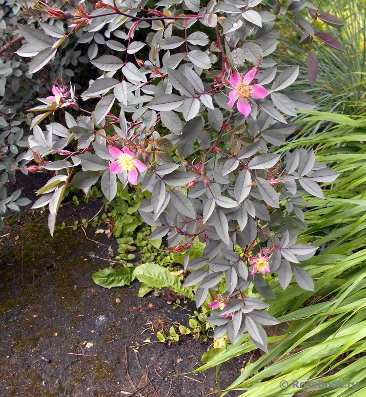 Rosa glauca 