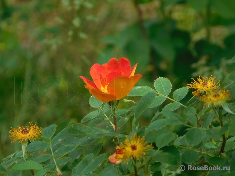 Rosa foetida Bicolor