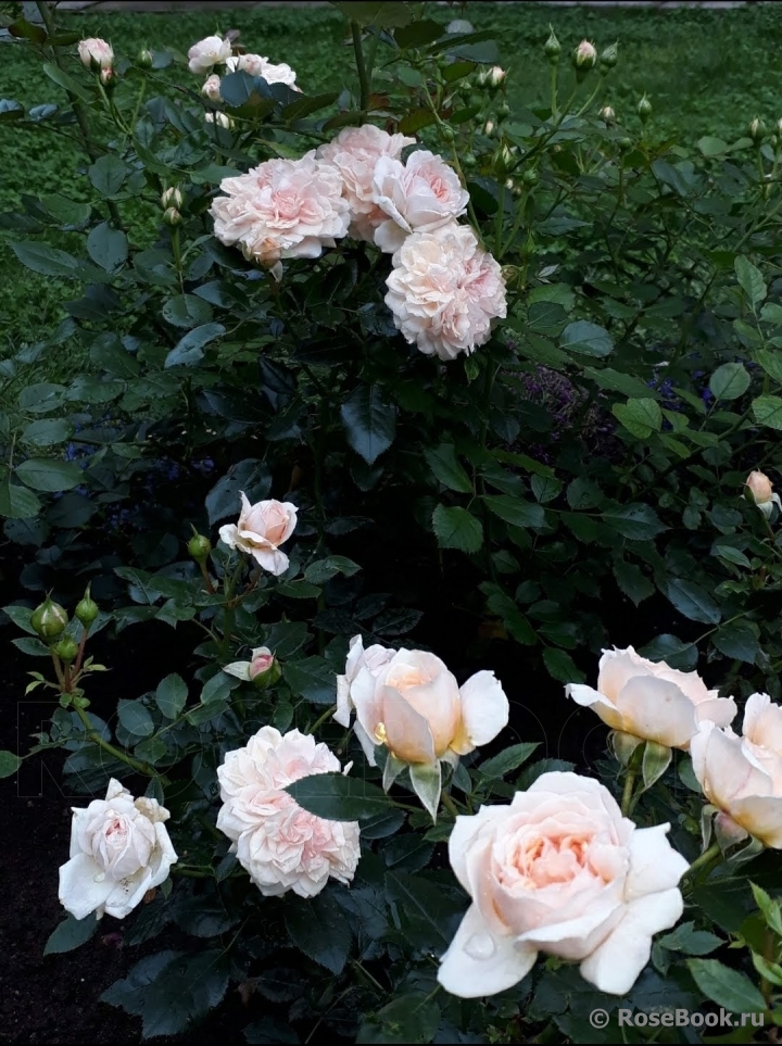 Garden of Roses 