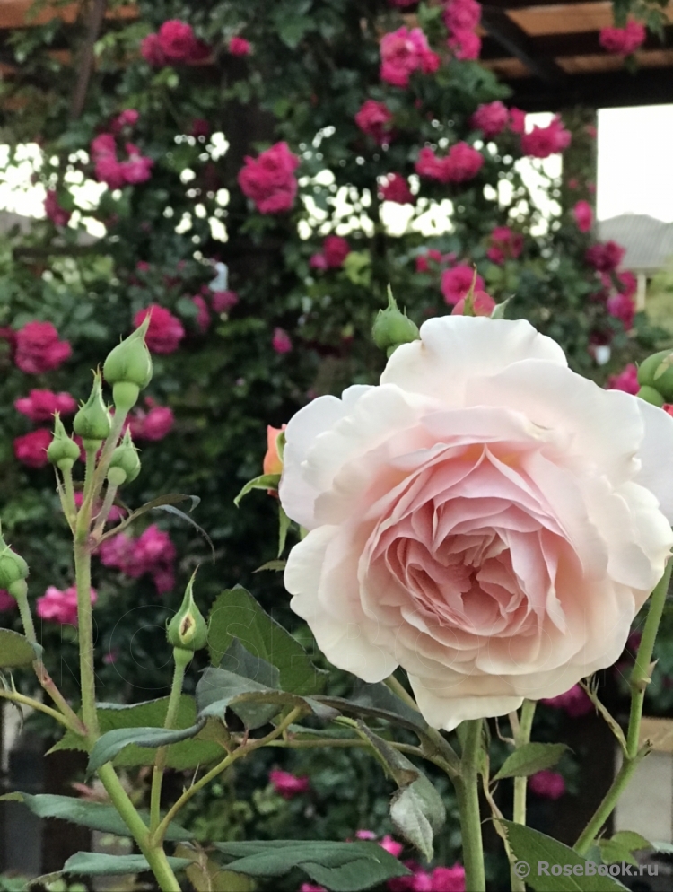 A Shropshire Lad