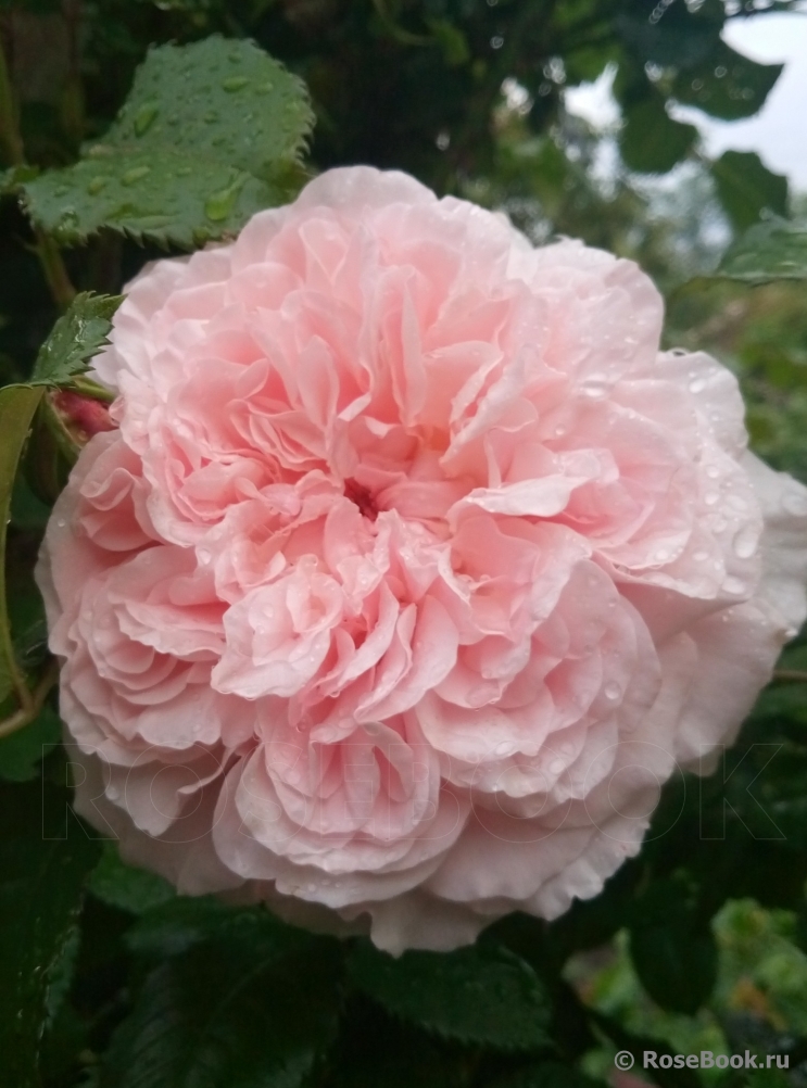 Rose de Tolbiac ®