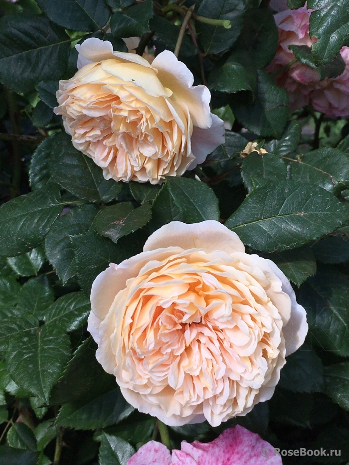 Crown Princess Margareta®