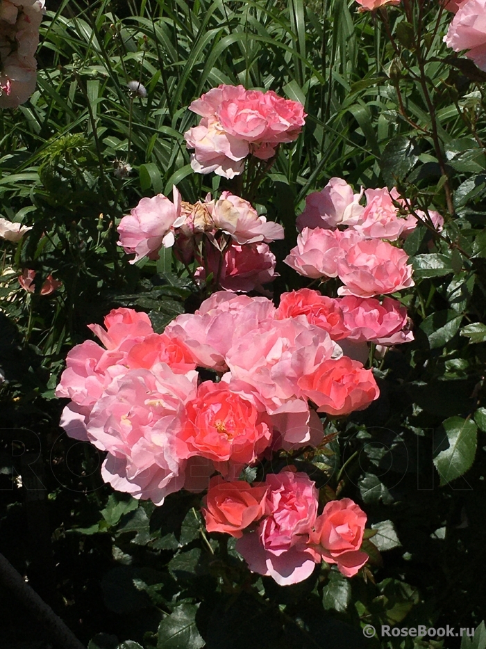 Jardins de France 