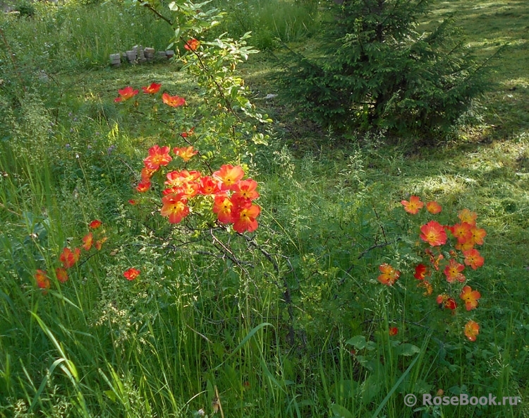 Rosa foetida Bicolor