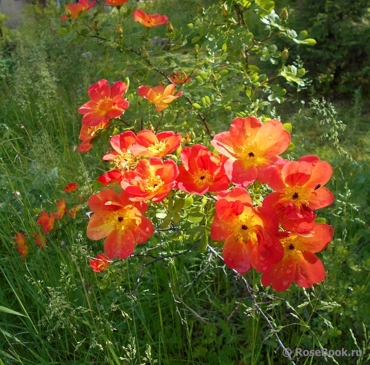 Rosa foetida Bicolor