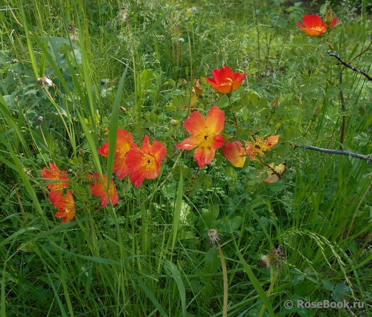 Rosa foetida Bicolor