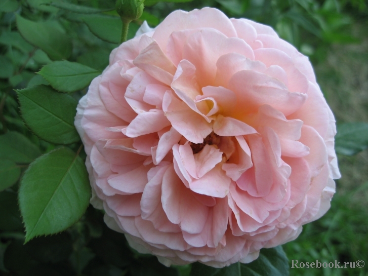 Abraham Darby