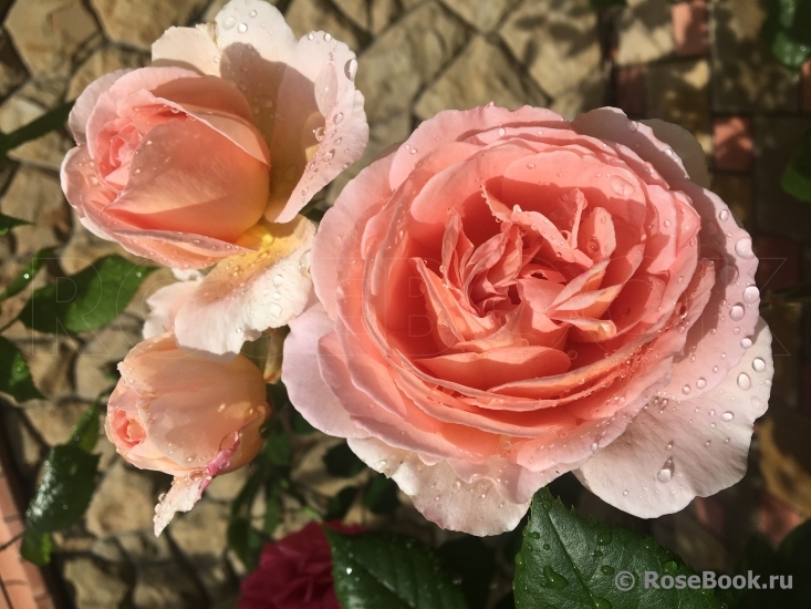 Abraham Darby