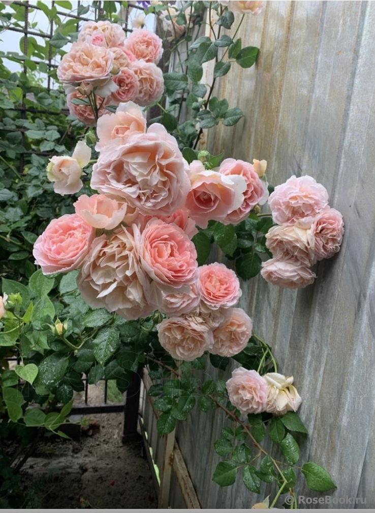 Abraham Darby