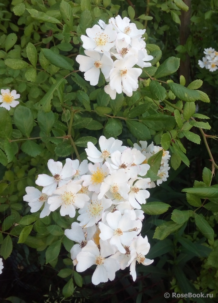 Rosa multiflora