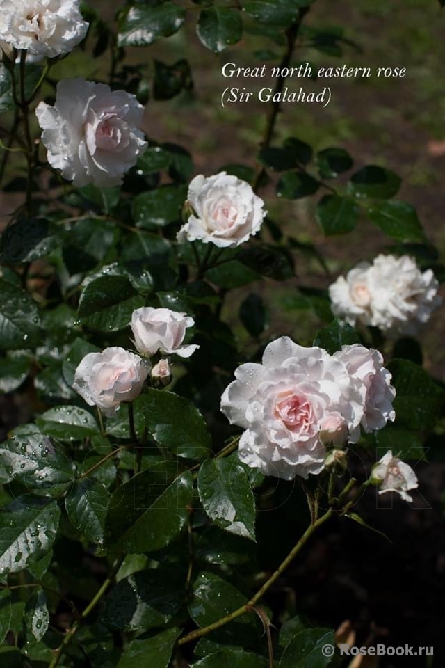 Great North Eastern Rose 