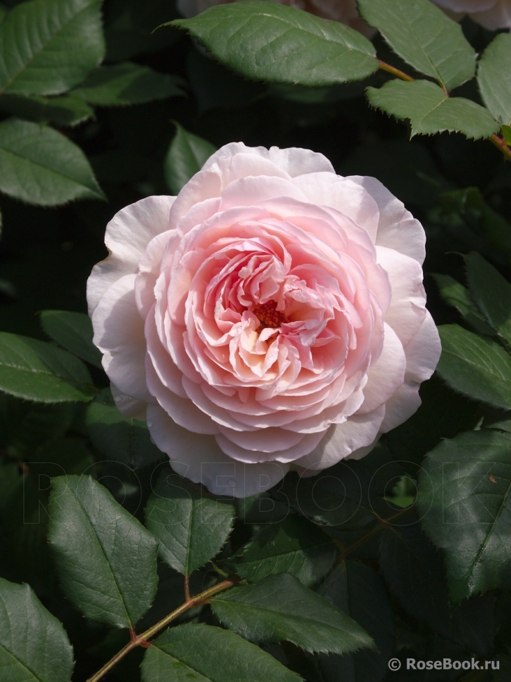 A Shropshire Lad