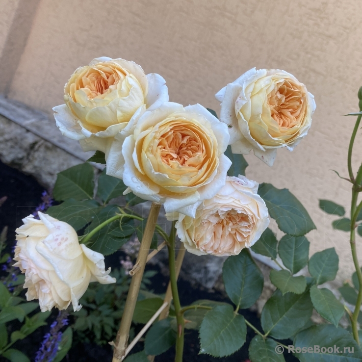 Crown Princess Margareta®