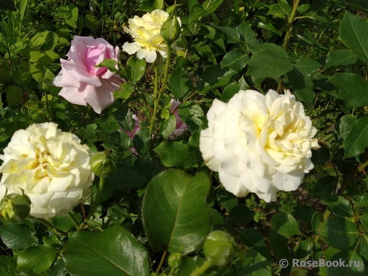 Clos Fleuri Blanc