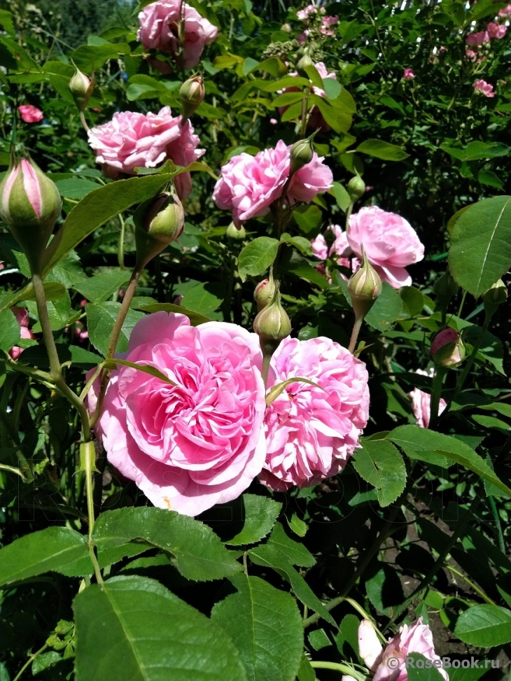 Gertrude Jekyll