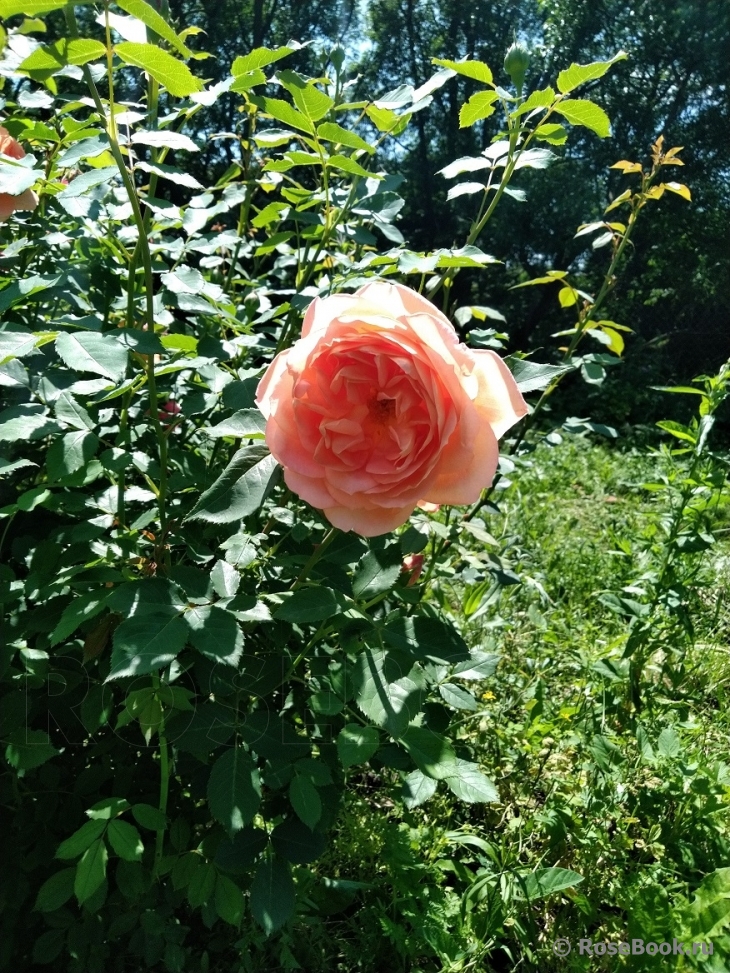 Lady of Shalott 