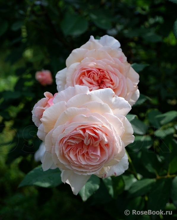 A Shropshire Lad