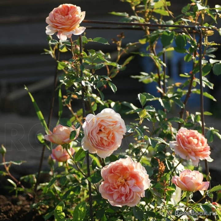 Lady of Shalott 