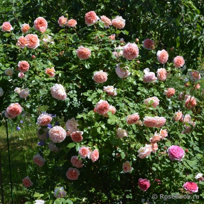 Abraham Darby