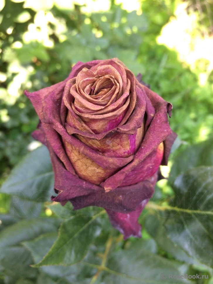 Black Baccara