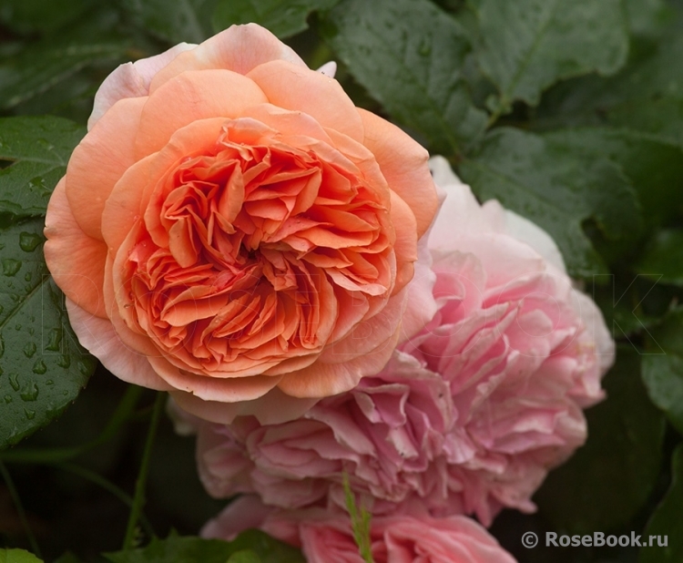 Crown Princess Margareta®