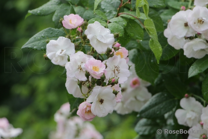 Perennial Blush