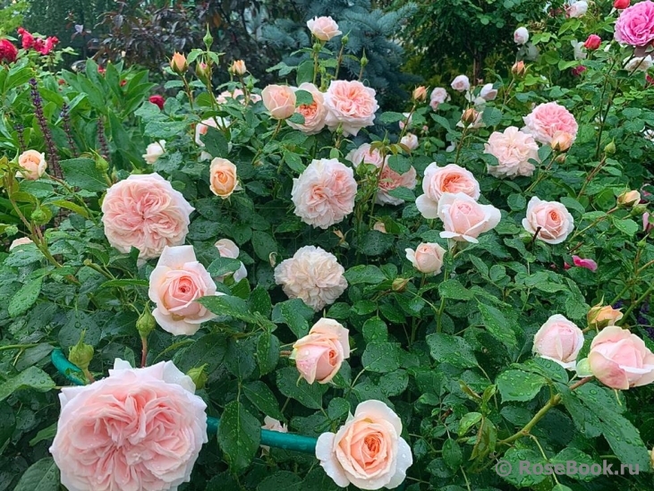 Garden of Roses 